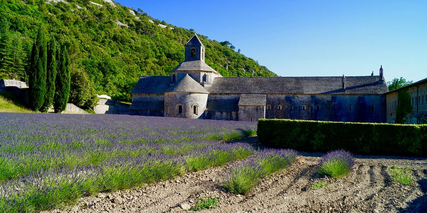 Vibrant fields of lavender, offering a peaceful and aromatic experience