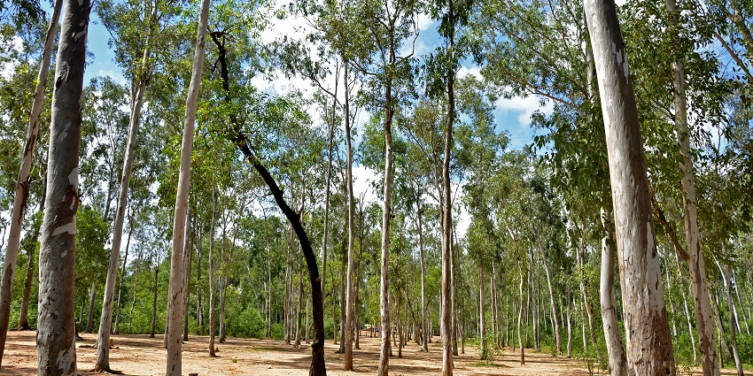 A picture of a forest in Shantiniketan with tall trees all around