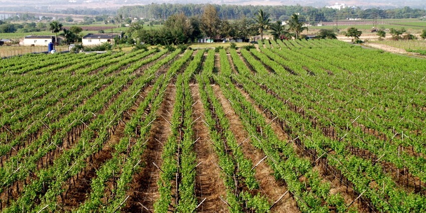Lush fields of the Sula vineyards, one of the best places to see nearby