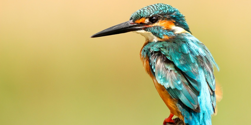 the indigenous and migratory avian species of the country at sultanpur bird sanctuary