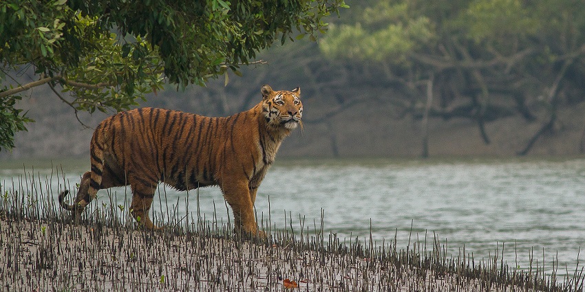 An image of Sundarbans National Park showcasing its rich biodiversity and mangrove forests.