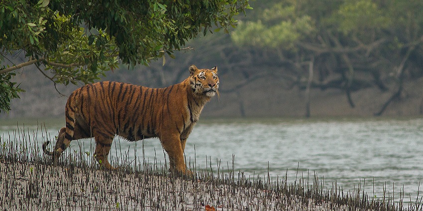 A view of Sundarbans National Park with mangroves near the Lothian Island wildlife sanctuary