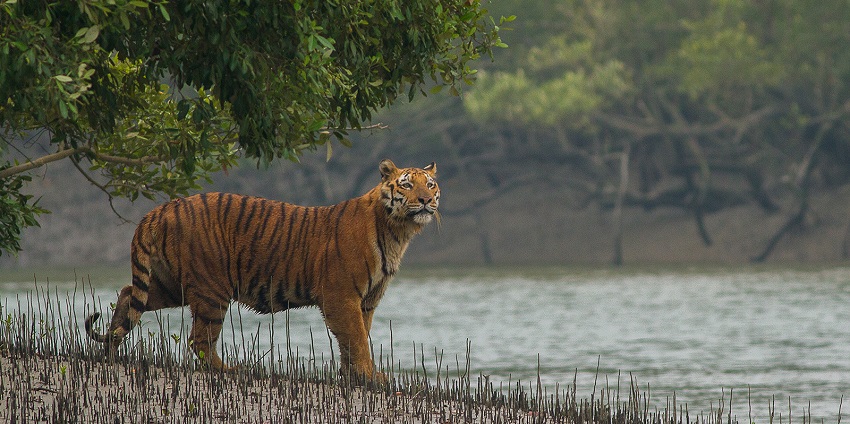 An image of Sundarbans National Park offering stunning views of the landscape at sunset.