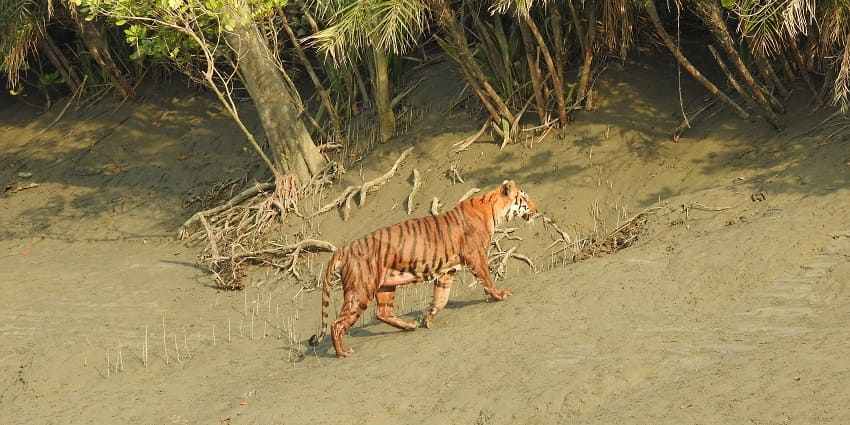 A picture of the Sundarbans, linking nature to the Nehru Children's Museum theme.