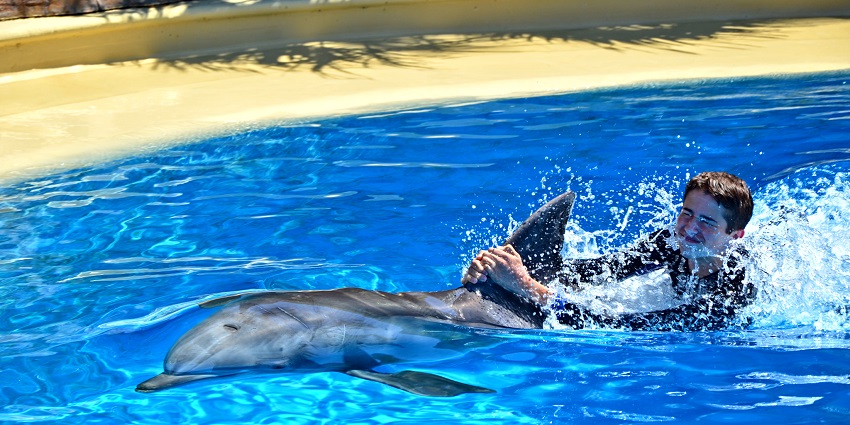A dolphin jumps out of the pool while spectators watch in awe in the background.