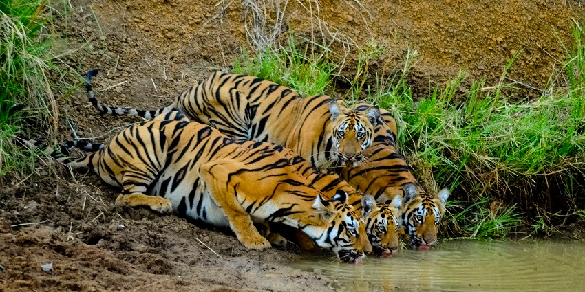 Explore the majestic tiger sanctuary—home to king of the Jungle