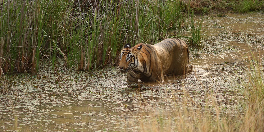 An image of the jeep safari in Tadoba Tiger Reserve, with a tiger sighting in the background.