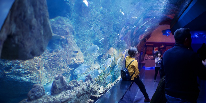 The interactive aquarium is among the best things to see in Jeddah featuring marine life