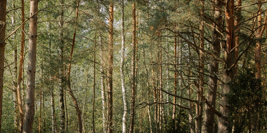 An image of sunlight streaming through the canopy of trees like those at the Tall Trees Grove.