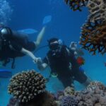 An Image of underwater click while discovering colourful marine life of Tarkarli by scuba divers.