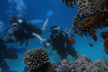 An Image of underwater click while discovering colourful marine life of Tarkarli by scuba divers.