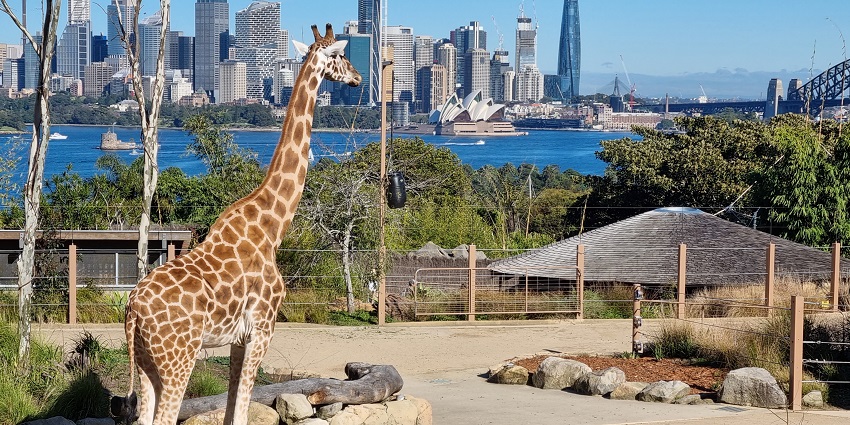 Image of a Giraffes in Taronga Zoo in Australia with stunning views of Sydney Harbour
