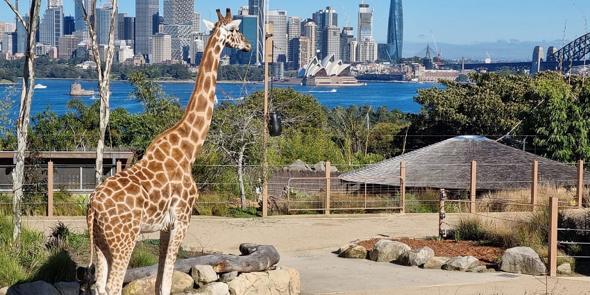 Taronga Zoo has a diverse wildlife and is located right by the Sydney Harbour.