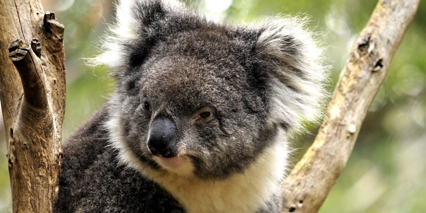Explore Tasmania Zoo’s native species and conservation efforts near Launceston