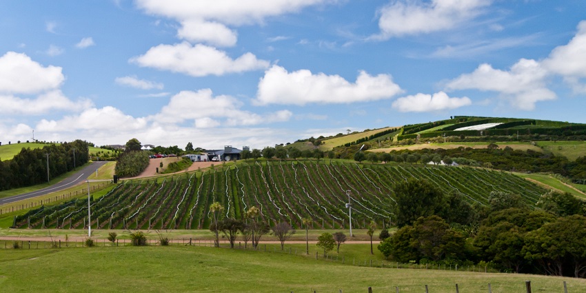 Te Motu Vineyard is one of the various vineyards to explore on Waiheke Island in New Zealand