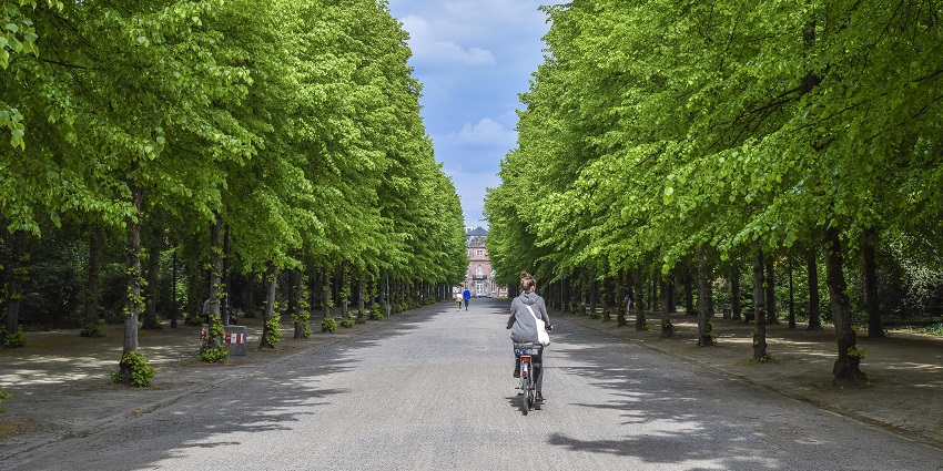An image of a long, tree-lined avenue with rows of tall green trees on both sides creating an archway
