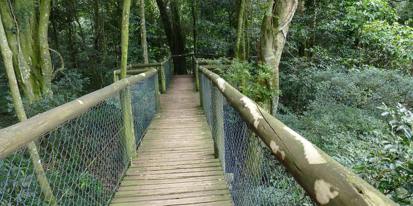 A view of the forest trails at the Hidden Forest Wildlife Sanctuary in South Africa