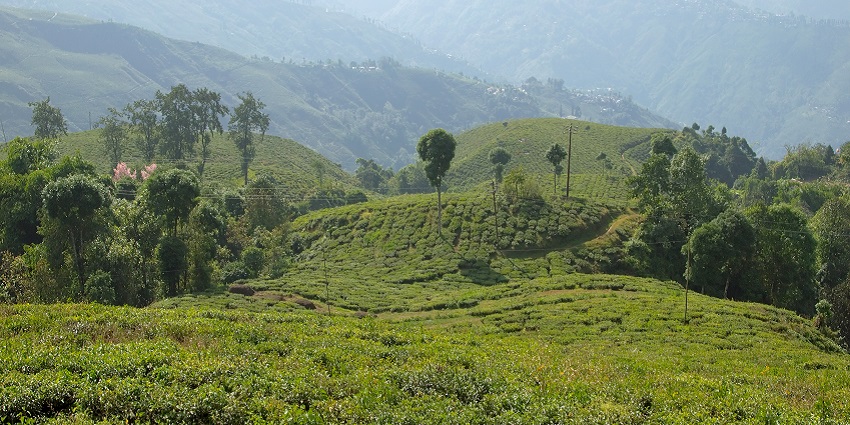 A picture of the Observatory Hill, which is one of the best haunted places in Darjeeling.
