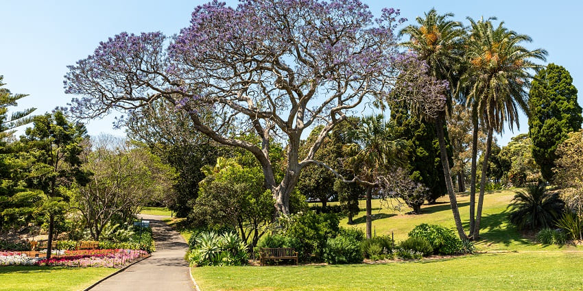 The Royal Botanic Garden is one of the most magnificent, tranquil spots in Sydney.