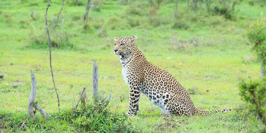 An image of a safari vehicle in the jungle, which is surrounded by dense foliage.