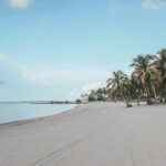 Landscape Photography of Sandy Beach with Palm Trees - things to do in Key West in January