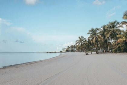 Landscape Photography of Sandy Beach with Palm Trees - things to do in Key West in January