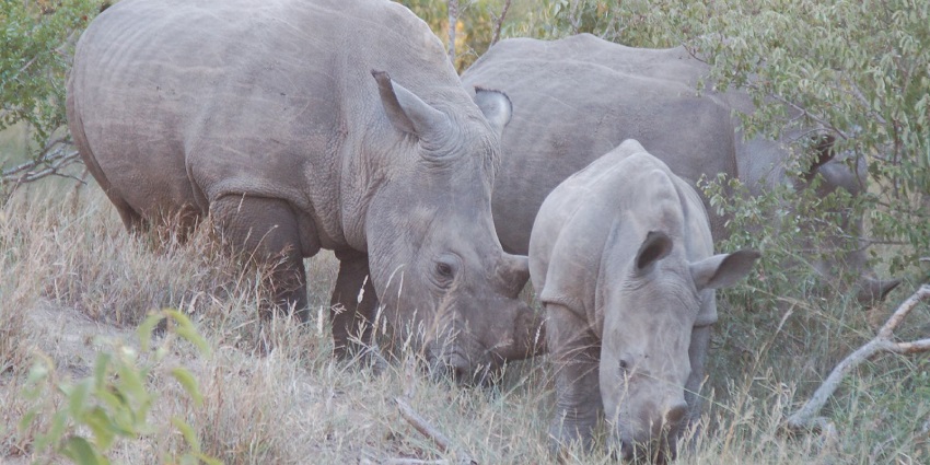Enjoy night safari in South Africa at Thornybush Game Reserve.