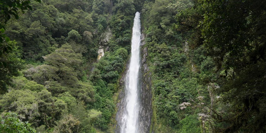 Thunder Creek Falls is a roadside wonder in New Zealand’s scenic Haast Pass.