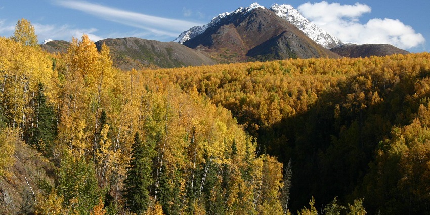 An image of Thunderbird Falls trail in Alaska, surrounded by lush forest and scenic landscape