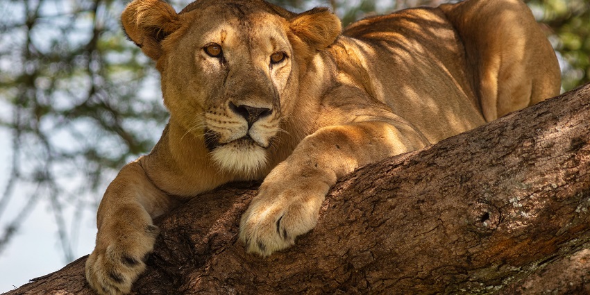 Discover lions in their natural habitat in Timbavati.
