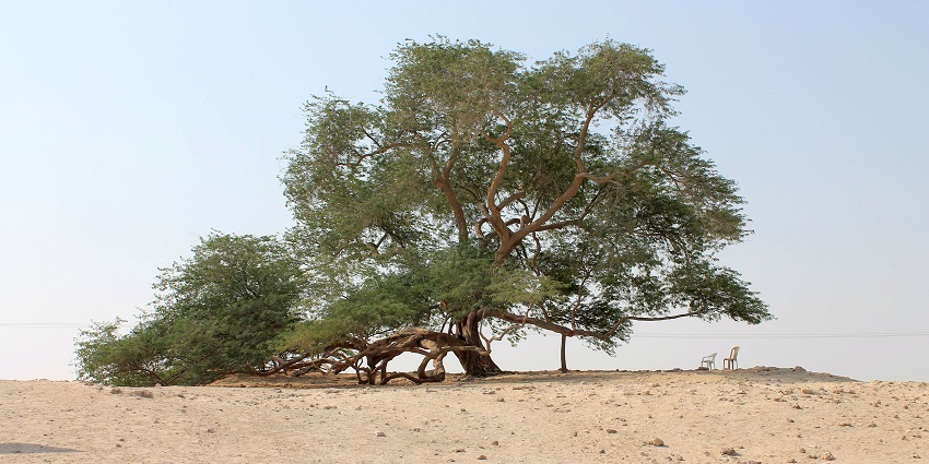 Tree of Life is an iconic natural wonder among places to visit in Bahrain.