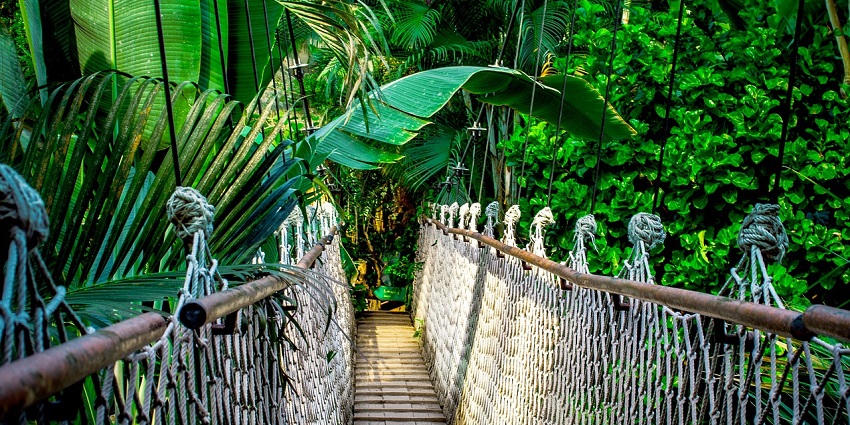 An image of a dense forest, a popular tourist attraction near the zoo in California.