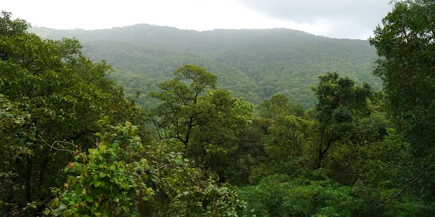 An image of the lush forest trails in Tungareshwar Wildlife Sanctuary.