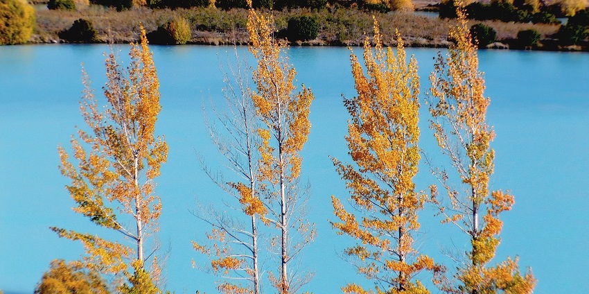 The turquoise water glowing in Twizel near Aoraki National Cook National Park.