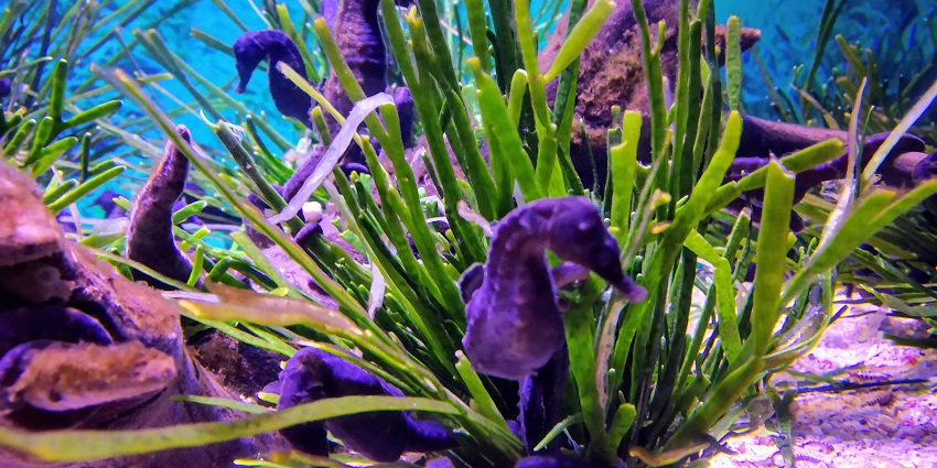 a sight of the sea horses at the Two Ocean Aquarium near Boulders Beach