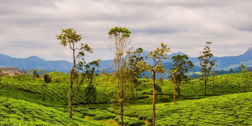 A view of tea plantations near Nallamudi viewpoint in Valparai, Coimbatore district, Tamil Nadu.