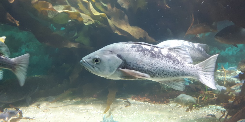 An inside view of the Vancouver Aquarium displaying fishes and aquatic environment
