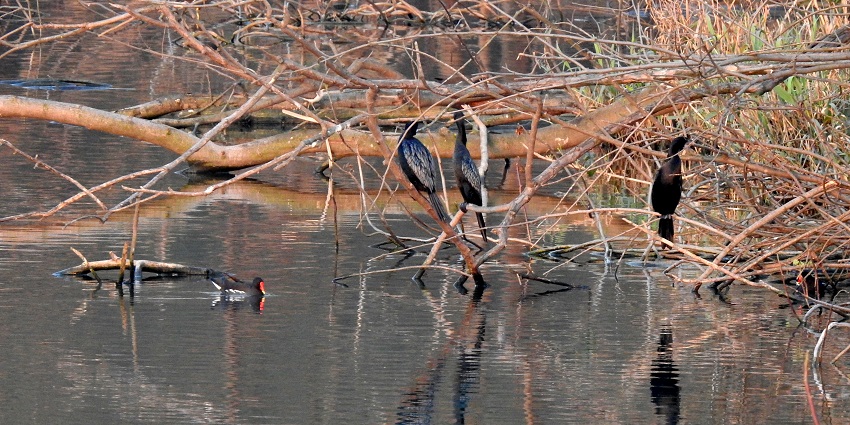 head to dhanas lake for bird watching and a quiet nature retreat