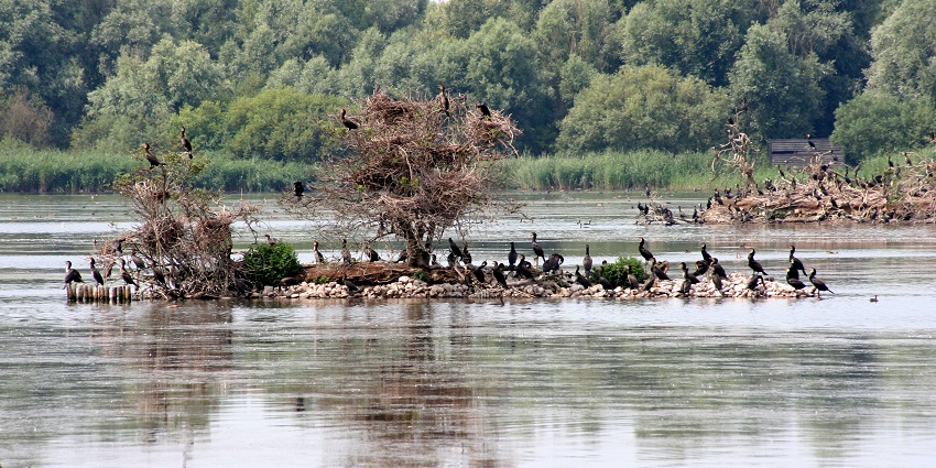 Harike Wetland and Bird Sanctuary is an ideal place for a nature retreat