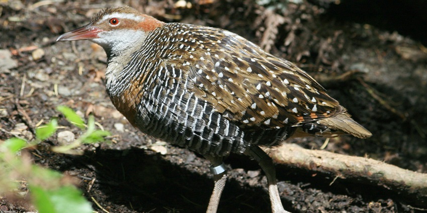 Kiwi Birdlife Park is a great place where one can observe the native animals.
