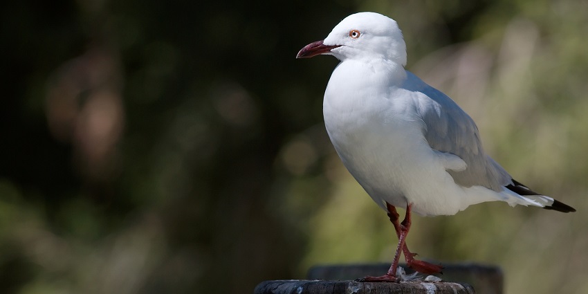 Watch the Silver Gull, one of the amazing things to do in Adelaide which promises fun.