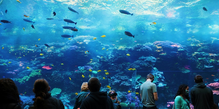 Fascinating underwater world with diverse marine life exhibits at Kuwait Aquarium.