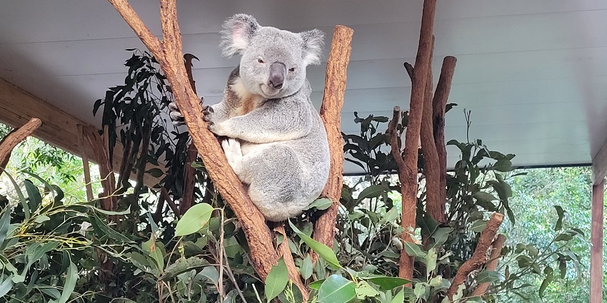 Visit Lone Pine Koala Sanctuary, one of the things to do in Brisbane, Australia.