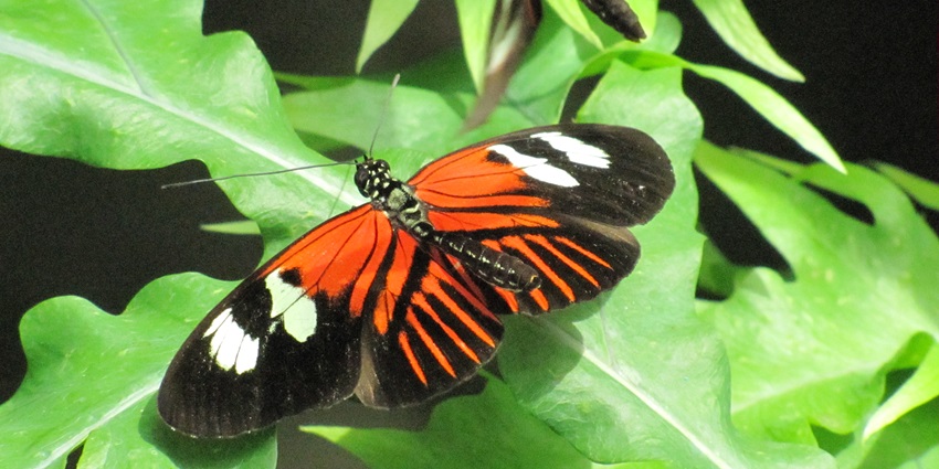 A picture of a butterfly resting on a leaf at the Niagara Falls Butterfly Conservatory