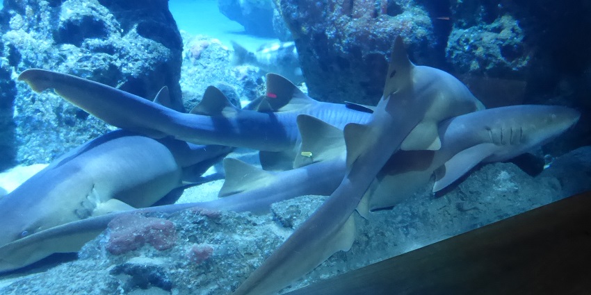 Things to do in Rotterdam include visiting the zoo with diverse animals and lush natural environments