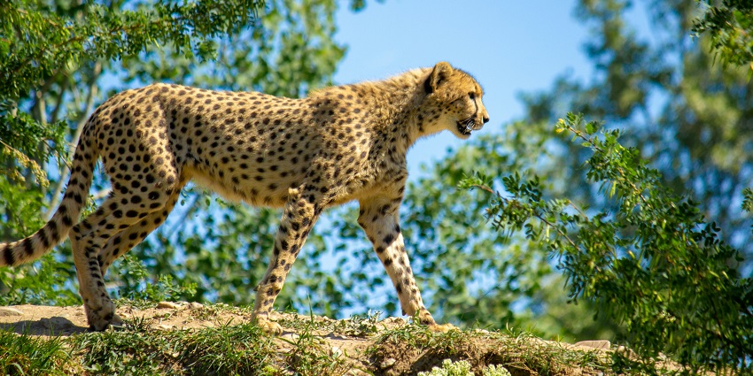 A close-up of a cheetah that is present in the Smithsonian National Zoological Park