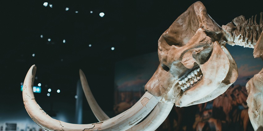 An animal skull with two big horns extending out is on display in a science museum.