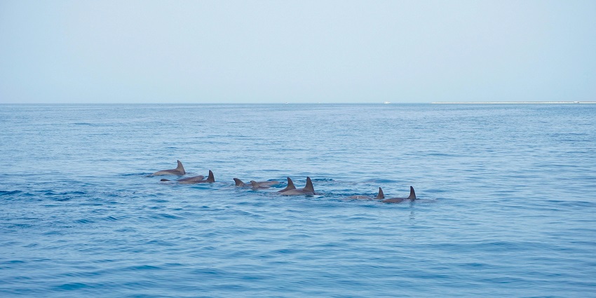 Explore Umluj, a stunning beach town with crystal-clear waters, resembling the Maldives.