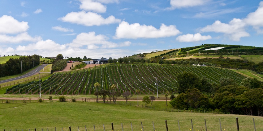 Waiheke Island, a place near Auckland War Memorial Museum, is ideal to chill in New Zealand.