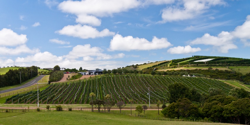 The Island Vineyard is a popular place to visit in Auckland-best place to visit in New Zealand